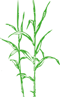 Chiropraxis MG